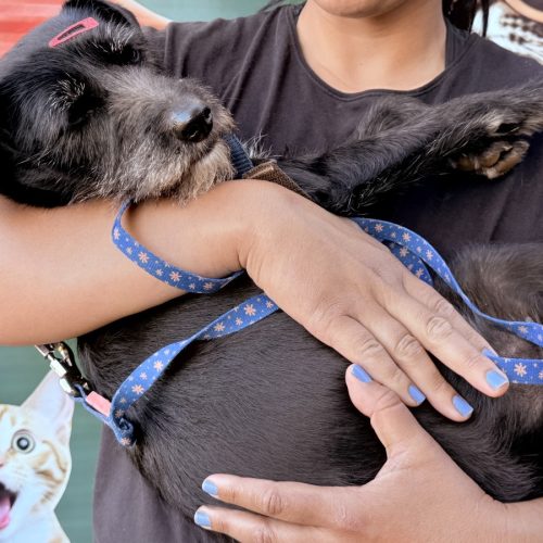 Castramóvel realiza mais de 1.280 procedimentos em 2025 e amplia projeção de atendimentos para 2026 em Campo Mourão