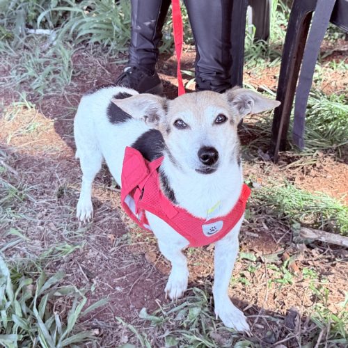 Campo Mourão terá inscrições para o programa Castrapet