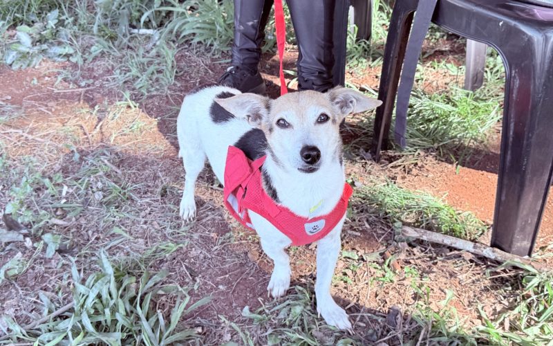 Campo Mourão terá inscrições para o programa Castrapet