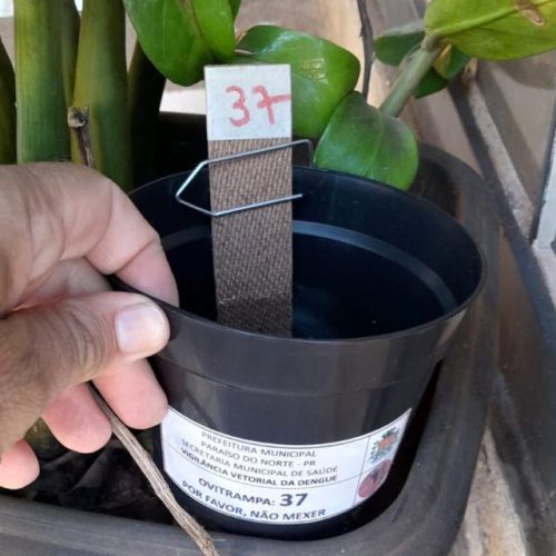 Saúde alerta: dengue está com alto índice em Campo Mourão