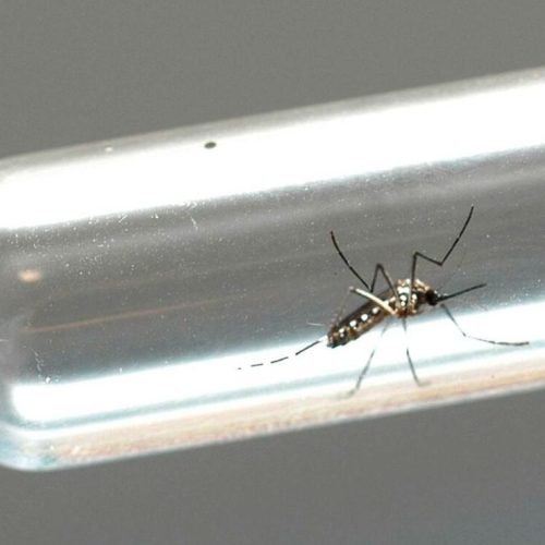 Comitê gestor propõe ações descentralizadas para marcar Dia Nacional de Combate a Dengue