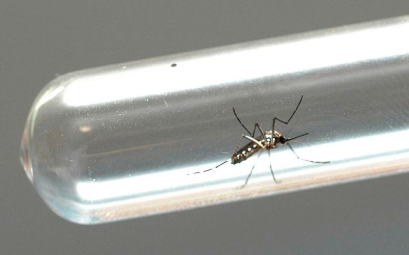 Comitê gestor propõe ações descentralizadas para marcar Dia Nacional de Combate a Dengue