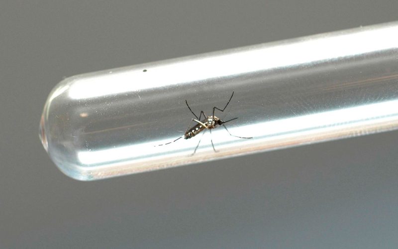 Secretaria de Saúde divulga índice de infestação do Aedes aegypti em Campo Mourão