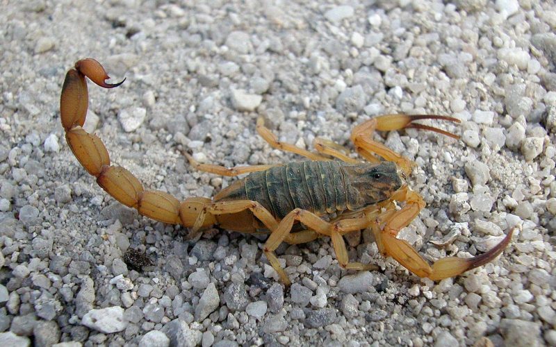 Incidência de escorpiões deixa Vigilância Ambiental de Campo Mourão em alerta