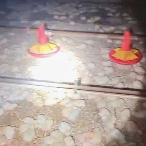 incendio mata 65 mil pintinhos