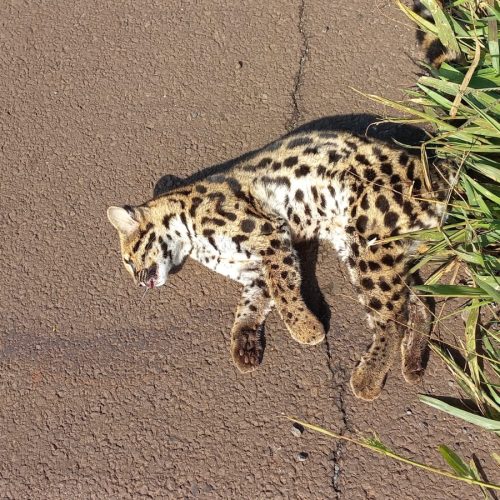 Jaguatirica é encontrada morta perto do Pesqueiro do Beline