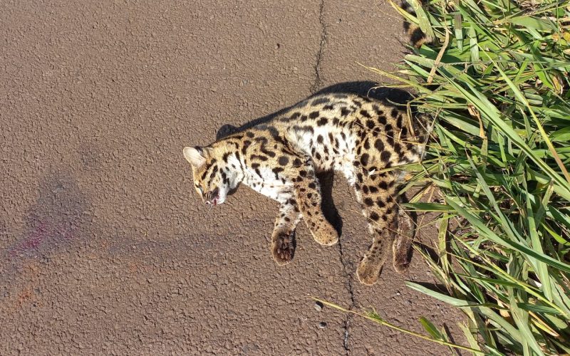 Jaguatirica é encontrada morta perto do Pesqueiro do Beline
