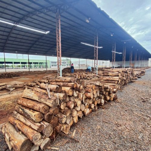 Carneiro no Buraco: 100 toneladas de lenha formarão o braseiro para os tachos