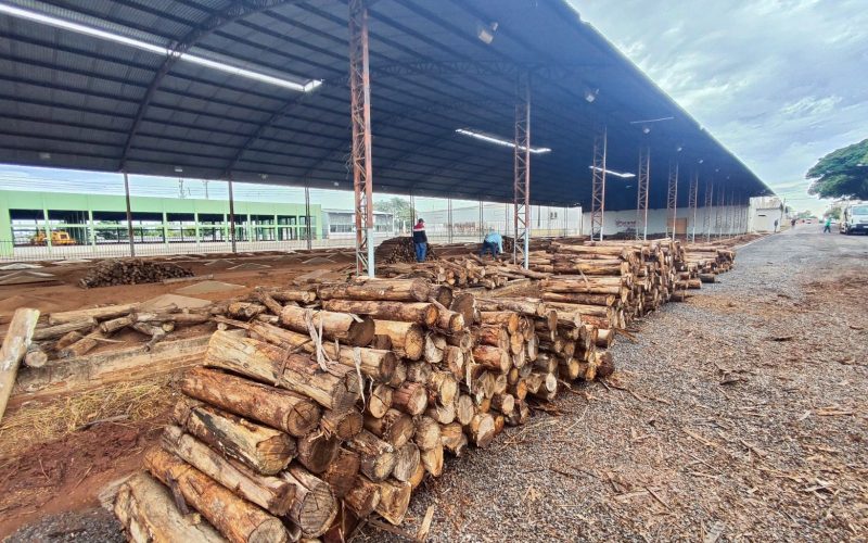 Carneiro no Buraco: 100 toneladas de lenha formarão o braseiro para os tachos