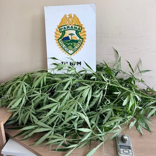 Policia Militar apreende pé de maconha no centro de luiziana.