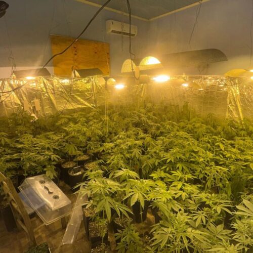 Floresta de Maconha? Polícia Militar localiza estufa com 415 pés de maconha