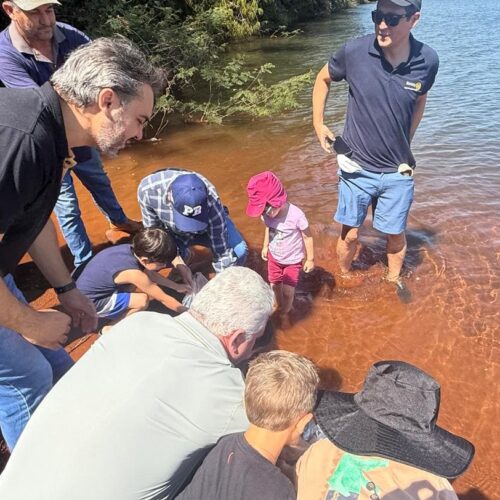 Ação ambiental repovoa Lago da Usina com 15,5 mil peixes em Campo Mourão