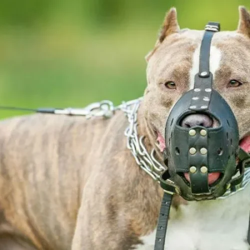 Projeto de Lei propõe uso de focinheira e guia curta em cães de raças durante passeio em parques