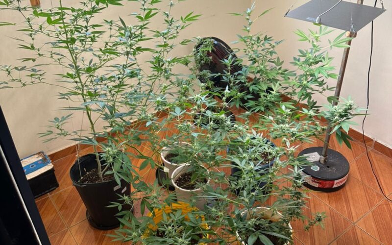 Polícia Civil desmantela laboratório de maconha em condomínio de Londrina