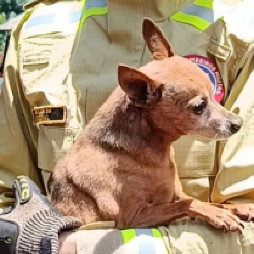 Bombeiros resgatam cão preso em bueiro no Jardim Aeroporto
