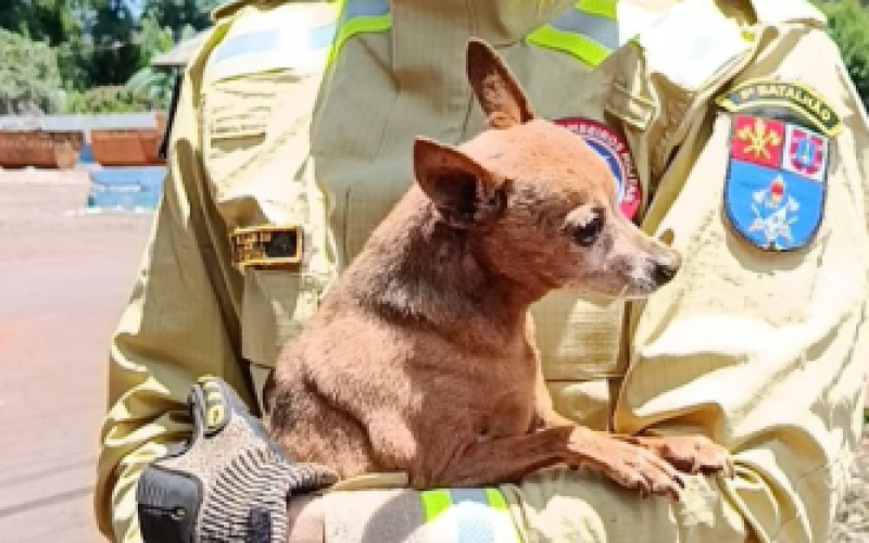 Bombeiros resgatam cão preso em bueiro no Jardim Aeroporto