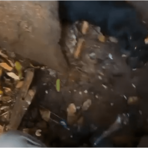 Filhote é resgatado de bueiro pelo Corpo de Bombeiros de Goioerê