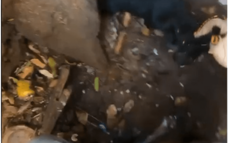 Filhote é resgatado de bueiro pelo Corpo de Bombeiros de Goioerê