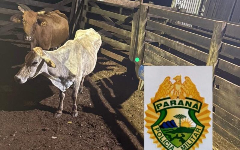 Polícia recupera gado furtado em Engenheiro Beltrão