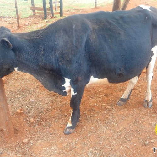 PM recupera animal furtado durante Operação Segurança Rural